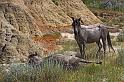 162 theodore roosevelt national park zuid, wilde paarden